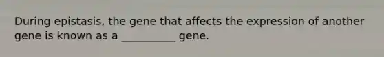 During epistasis, the gene that affects the expression of another gene is known as a __________ gene.