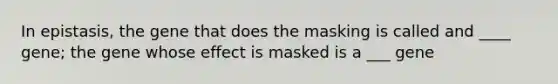 In epistasis, the gene that does the masking is called and ____ gene; the gene whose effect is masked is a ___ gene