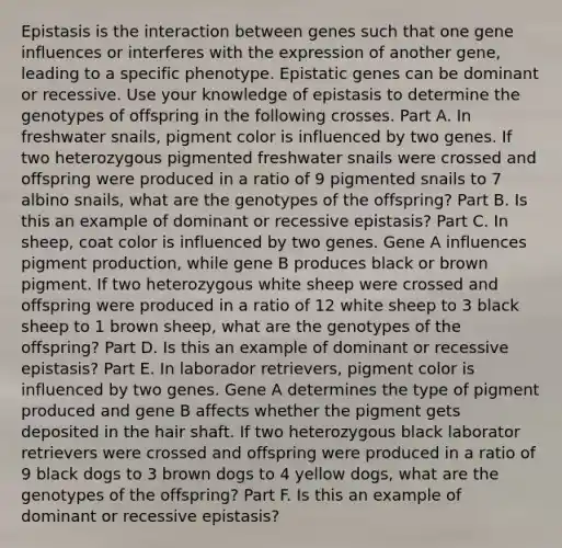 Epistasis is the interaction between genes such that one gene influences or interferes with the expression of another gene, leading to a specific phenotype. Epistatic genes can be dominant or recessive. Use your knowledge of epistasis to determine the genotypes of offspring in the following crosses. Part A. In freshwater snails, pigment color is influenced by two genes. If two heterozygous pigmented freshwater snails were crossed and offspring were produced in a ratio of 9 pigmented snails to 7 albino snails, what are the genotypes of the offspring? Part B. Is this an example of dominant or recessive epistasis? Part C. In sheep, coat color is influenced by two genes. Gene A influences pigment production, while gene B produces black or brown pigment. If two heterozygous white sheep were crossed and offspring were produced in a ratio of 12 white sheep to 3 black sheep to 1 brown sheep, what are the genotypes of the offspring? Part D. Is this an example of dominant or recessive epistasis? Part E. In laborador retrievers, pigment color is influenced by two genes. Gene A determines the type of pigment produced and gene B affects whether the pigment gets deposited in the hair shaft. If two heterozygous black laborator retrievers were crossed and offspring were produced in a ratio of 9 black dogs to 3 brown dogs to 4 yellow dogs, what are the genotypes of the offspring? Part F. Is this an example of dominant or recessive epistasis?