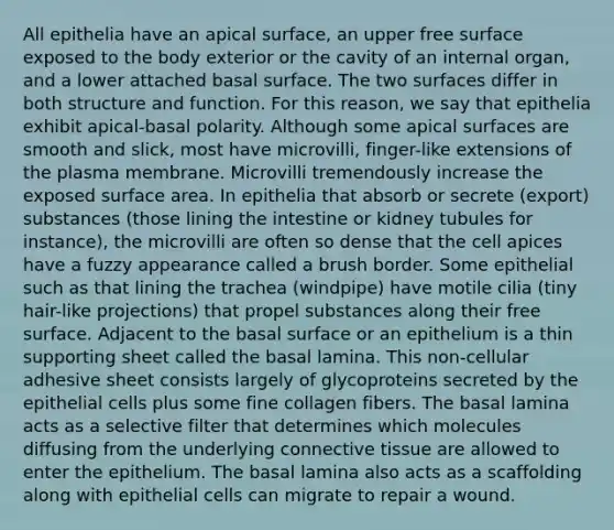 All epithelia have an apical surface, an upper free surface exposed to the body exterior or the cavity of an internal organ, and a lower attached basal surface. The two surfaces differ in both structure and function. For this reason, we say that epithelia exhibit apical-basal polarity. Although some apical surfaces are smooth and slick, most have microvilli, finger-like extensions of the plasma membrane. Microvilli tremendously increase the exposed surface area. In epithelia that absorb or secrete (export) substances (those lining the intestine or kidney tubules for instance), the microvilli are often so dense that the cell apices have a fuzzy appearance called a brush border. Some epithelial such as that lining the trachea (windpipe) have motile cilia (tiny hair-like projections) that propel substances along their free surface. Adjacent to the basal surface or an epithelium is a thin supporting sheet called the basal lamina. This non-cellular adhesive sheet consists largely of glycoproteins secreted by the epithelial cells plus some fine collagen fibers. The basal lamina acts as a selective filter that determines which molecules diffusing from the underlying connective tissue are allowed to enter the epithelium. The basal lamina also acts as a scaffolding along with epithelial cells can migrate to repair a wound.