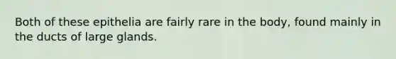 Both of these epithelia are fairly rare in the body, found mainly in the ducts of large glands.