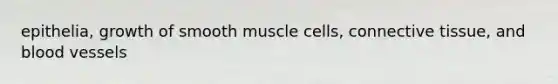 epithelia, growth of smooth muscle cells, connective tissue, and blood vessels