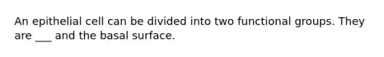 An epithelial cell can be divided into two functional groups. They are ___ and the basal surface.