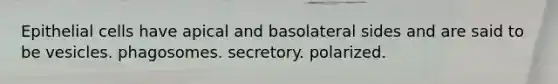 Epithelial cells have apical and basolateral sides and are said to be vesicles. phagosomes. secretory. polarized.