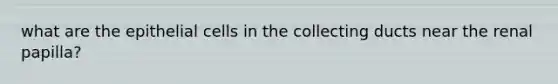 what are the epithelial cells in the collecting ducts near the renal papilla?