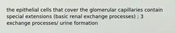 the epithelial cells that cover the glomerular capillaries contain special extensions (basic renal exchange processes) ; 3 exchange processes/ urine formation