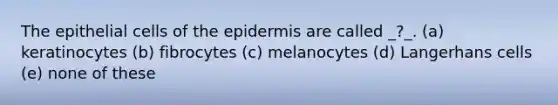 The epithelial cells of <a href='https://www.questionai.com/knowledge/kBFgQMpq6s-the-epidermis' class='anchor-knowledge'>the epidermis</a> are called _?_. (a) keratinocytes (b) fibrocytes (c) melanocytes (d) Langerhans cells (e) none of these