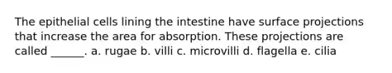 The epithelial cells lining the intestine have surface projections that increase the area for absorption. These projections are called ______. a. rugae b. villi c. microvilli d. flagella e. cilia