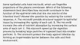 Some epithelial cells have microvilli, which are fingerlike projections of the plasma membrane. Which of the following statements best describes how microvilli contribute to the function of the epithelial cells that line the interior of the intestinal tract? Answer the question by selecting the correct response. A. The microvilli provide structural support to epithelial tissue by increasing the rigidity of each cell. B. The microvilli increase the rate of nutrient absorption by increasing the surface area of each cell. C. The microvilli speed up the digestion process by breaking large particles of ingested food into smaller particles. D. The microvilli protect the body against infection by forming an impermeable barrier between the cells and their environment.