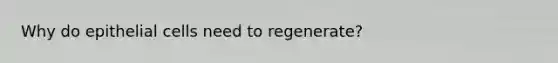 Why do epithelial cells need to regenerate?