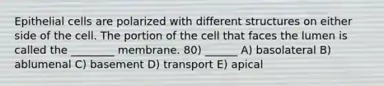 Epithelial cells are polarized with different structures on either side of the cell. The portion of the cell that faces the lumen is called the ________ membrane. 80) ______ A) basolateral B) ablumenal C) basement D) transport E) apical