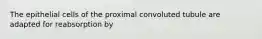 The epithelial cells of the proximal convoluted tubule are adapted for reabsorption by