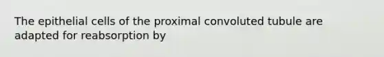 The epithelial cells of the proximal convoluted tubule are adapted for reabsorption by