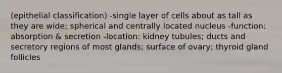 (epithelial classification) -single layer of cells about as tall as they are wide; spherical and centrally located nucleus -function: absorption & secretion -location: kidney tubules; ducts and secretory regions of most glands; surface of ovary; thyroid gland follicles