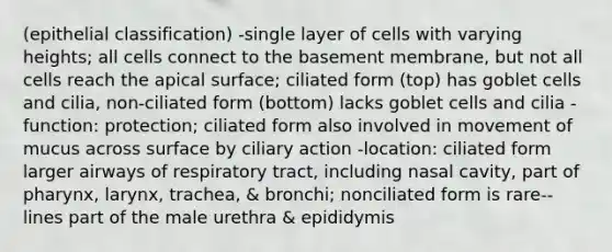 (epithelial classification) -single layer of cells with varying heights; all cells connect to the basement membrane, but not all cells reach the apical surface; ciliated form (top) has goblet cells and cilia, non-ciliated form (bottom) lacks goblet cells and cilia -function: protection; ciliated form also involved in movement of mucus across surface by ciliary action -location: ciliated form larger airways of respiratory tract, including nasal cavity, part of pharynx, larynx, trachea, & bronchi; nonciliated form is rare-- lines part of the male urethra & epididymis