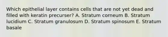 Which epithelial layer contains cells that are not yet dead and filled with keratin precurser? A. Stratum corneum B. Stratum lucidium C. Stratum granulosum D. Stratum spinosum E. Stratum basale