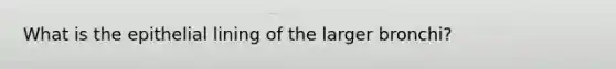 What is the epithelial lining of the larger bronchi?