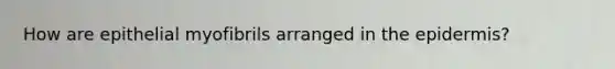 How are epithelial myofibrils arranged in the epidermis?
