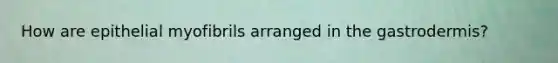 How are epithelial myofibrils arranged in the gastrodermis?