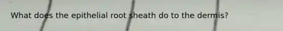 What does the epithelial root sheath do to the dermis?