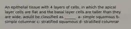 An epithelial tissue with 4 layers of cells, in which the apical layer cells are flat and the basal layer cells are taller than they are wide, would be classified as ______. a- simple squamous b- simple columnar c- stratified squamous d- stratified columnar