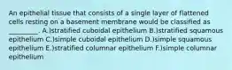 An epithelial tissue that consists of a single layer of flattened cells resting on a basement membrane would be classified as _________. A.)stratified cuboidal epithelium B.)stratified squamous epithelium C.)simple cuboidal epithelium D.)simple squamous epithelium E.)stratified columnar epithelium F.)simple columnar epithelium