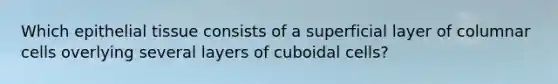 Which epithelial tissue consists of a superficial layer of columnar cells overlying several layers of cuboidal cells?