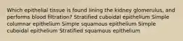 Which epithelial tissue is found lining the kidney glomerulus, and performs blood filtration? Stratified cuboidal epithelium Simple columnar epithelium Simple squamous epithelium Simple cuboidal epithelium Stratified squamous epithelium