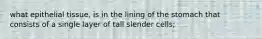 what epithelial tissue, is in the lining of the stomach that consists of a single layer of tall slender cells;