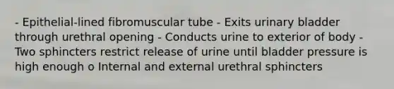 - Epithelial-lined fibromuscular tube - Exits urinary bladder through urethral opening - Conducts urine to exterior of body - Two sphincters restrict release of urine until bladder pressure is high enough o Internal and external urethral sphincters