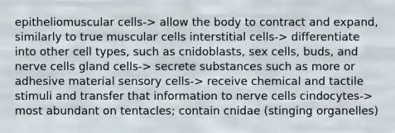 epitheliomuscular cells-> allow the body to contract and expand, similarly to true muscular cells interstitial cells-> differentiate into other cell types, such as cnidoblasts, sex cells, buds, and nerve cells gland cells-> secrete substances such as more or adhesive material sensory cells-> receive chemical and tactile stimuli and transfer that information to nerve cells cindocytes-> most abundant on tentacles; contain cnidae (stinging organelles)