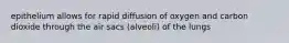 epithelium allows for rapid diffusion of oxygen and carbon dioxide through the air sacs (alveoli) of the lungs