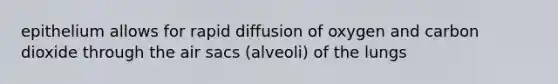 epithelium allows for rapid diffusion of oxygen and carbon dioxide through the air sacs (alveoli) of the lungs