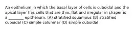 An epithelium in which the basal layer of cells is cuboidal and the apical layer has cells that are thin, flat and irregular in shaper is a ________ epithelium. (A) stratified squamous (B) stratified cuboidal (C) simple columnar (D) simple cuboidal