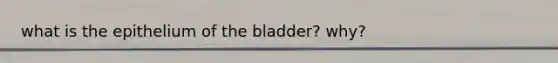 what is the epithelium of the bladder? why?