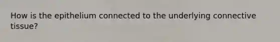 How is the epithelium connected to the underlying connective tissue?