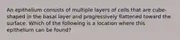 An epithelium consists of multiple layers of cells that are cube-shaped in the basal layer and progressively flattened toward the surface. Which of the following is a location where this epithelium can be found?