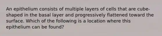 An epithelium consists of multiple layers of cells that are cube-shaped in the basal layer and progressively flattened toward the surface. Which of the following is a location where this epithelium can be found?