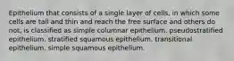 Epithelium that consists of a single layer of cells, in which some cells are tall and thin and reach the free surface and others do not, is classified as simple columnar epithelium. pseudostratified epithelium. stratified squamous epithelium. transitional epithelium. simple squamous epithelium.