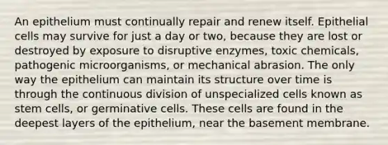 An epithelium must continually repair and renew itself. Epithelial cells may survive for just a day or two, because they are lost or destroyed by exposure to disruptive enzymes, toxic chemicals, pathogenic microorganisms, or mechanical abrasion. The only way the epithelium can maintain its structure over time is through the continuous division of unspecialized cells known as stem cells, or germinative cells. These cells are found in the deepest layers of the epithelium, near the basement membrane.