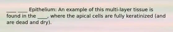 ____ ____ Epithelium: An example of this multi-layer tissue is found in the ____, where the apical cells are fully keratinized (and are dead and dry).