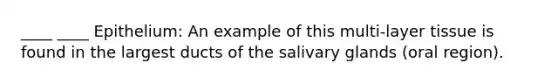 ____ ____ Epithelium: An example of this multi-layer tissue is found in the largest ducts of the salivary glands (oral region).