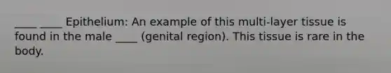 ____ ____ Epithelium: An example of this multi-layer tissue is found in the male ____ (genital region). This tissue is rare in the body.