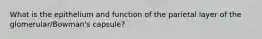 What is the epithelium and function of the parietal layer of the glomerular/Bowman's capsule?