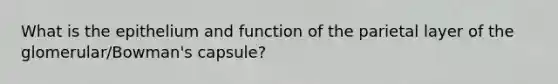 What is the epithelium and function of the parietal layer of the glomerular/Bowman's capsule?