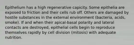 Epithelium has a high regenerative capicity. Some epithelia are exposed to friction and their cells rub off. Others are damaged by hostile substances in the external environment (bacteria, acids, smoke). If and when their apical-basal polarity and lateral contacts are destroyed, epithelial cells begin to reproduce themselves rapidly by cell division (mitosis) with adequate nutrition.