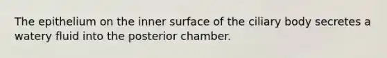 The epithelium on the inner surface of the ciliary body secretes a watery fluid into the posterior chamber.