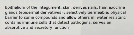 Epithelium of the integument; skin; derives nails, hair, exocrine glands (epidermal derivatives) ; selectively permeable; physical barrier to some compounds and allow others in; water resistant; contains immune cells that detect pathogens; serves an absorptive and secretory function