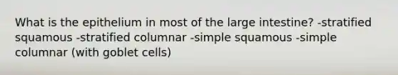 What is the epithelium in most of the <a href='https://www.questionai.com/knowledge/kGQjby07OK-large-intestine' class='anchor-knowledge'>large intestine</a>? -stratified squamous -stratified columnar -simple squamous -simple columnar (with goblet cells)