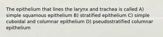 The epithelium that lines the larynx and trachea is called A) simple squamous epithelium B) stratified epithelium C) simple cuboidal and columnar epithelium D) pseudostratified columnar epithelium